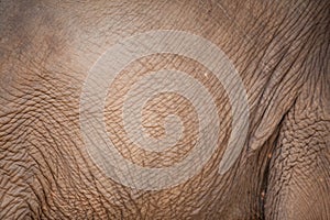 Elephant skin background.