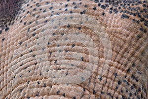 Elephant skin detail texture pattern close-up