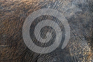 Elephant skin detail texture pattern close-up