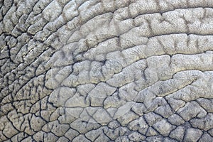 Elephant skin nature pattern