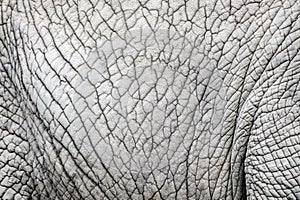 Elephant skin nature pattern