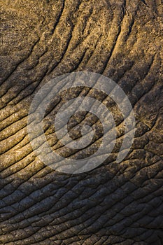 Elephant skin texture 2