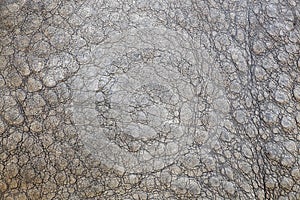 Elephant skin texture