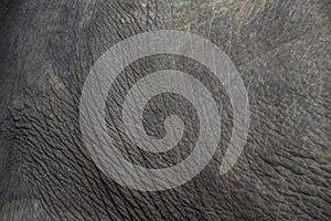 Elephant skin texture abstract background. Selective focus