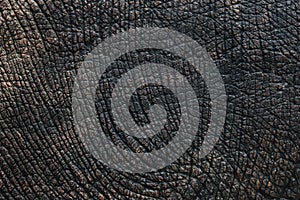 Elephant skin texture