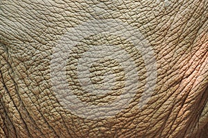 Elephant skin texture
