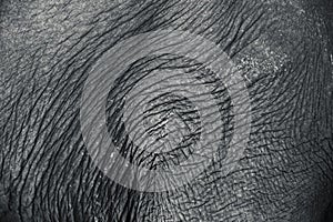 Elephant skin texture.