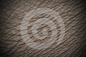 Elephant skin texture