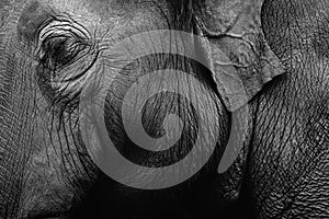 Elephant skin texture