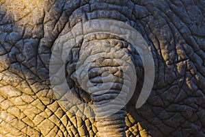 Elephant skin texture with tail 2