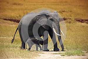 Elephant with a small baby in Amboseli