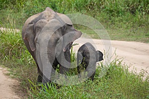 Elephant with a small baby elephant