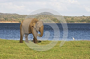 Elephant and small bird