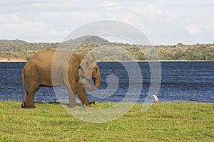 Un elefante un piccolo uccello secondo 