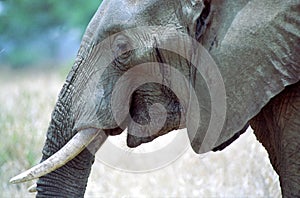 Elephant smiling