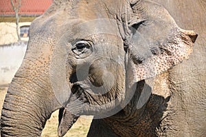 Elephant Smiling