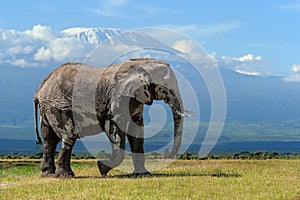 Elephant with a snow covered Mount Kilimanjaro in the background