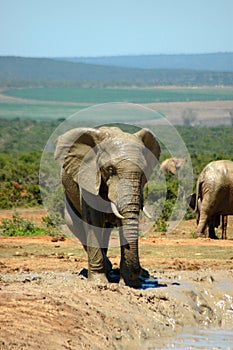 Elephant in South Africa photo