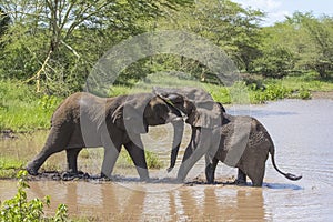 Elephant /South Africa