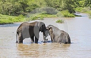 Elephant/South Africa