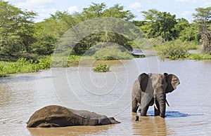 Elephant /South Africa