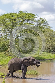 Elephant /South Africa