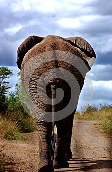 Elephant in South Africa