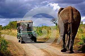 Elephant in South Africa