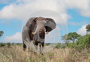Elephant in South Africa