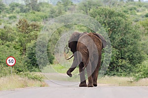 Elephant speed limit