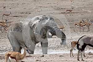 Elephant Splashing