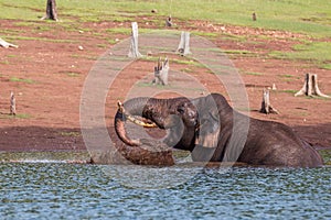 Elephant splashing mud