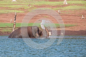 Elephant splashing water