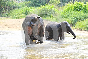 Elephant splashing with water