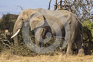 Elephant spotted in the wilderness in Amboseli National Park