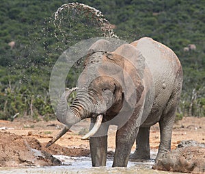 Elephant spraying mud.