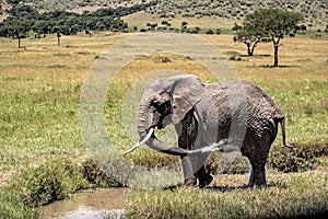 Elephant Spraying Water Bathing in Kenya Africa