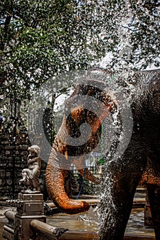 Elephant Spraying Water With Their Trunk