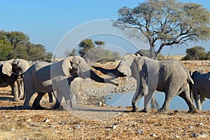 Elephant squabble, Etosha National Park, Namibia