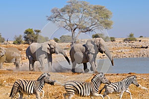 Elephant squabble, Etosha National park, Namibia