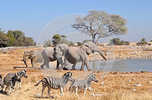 Elephant squabble, Etosha National park, Namibia