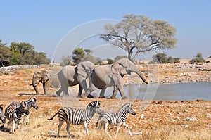 Slon, namíbia 