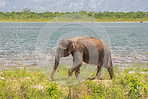 Elephant from Sri Lanka.