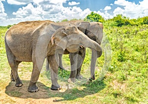 Elephant from Sri Lanka.