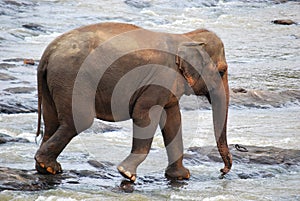 Elephant in Sri Lanka