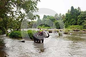 Elephant, Sri Lanka