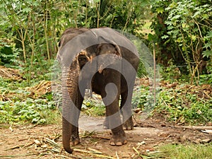 Elephant, Sri Lanka