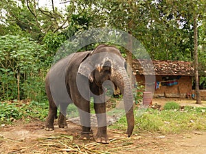 Elephant, Sri Lanka