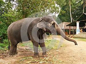 Elephant, Sri Lanka
