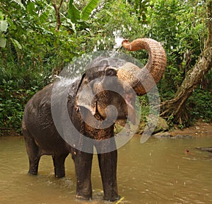 Elephant, Sri Lanka